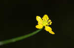 Mississippi buttercup